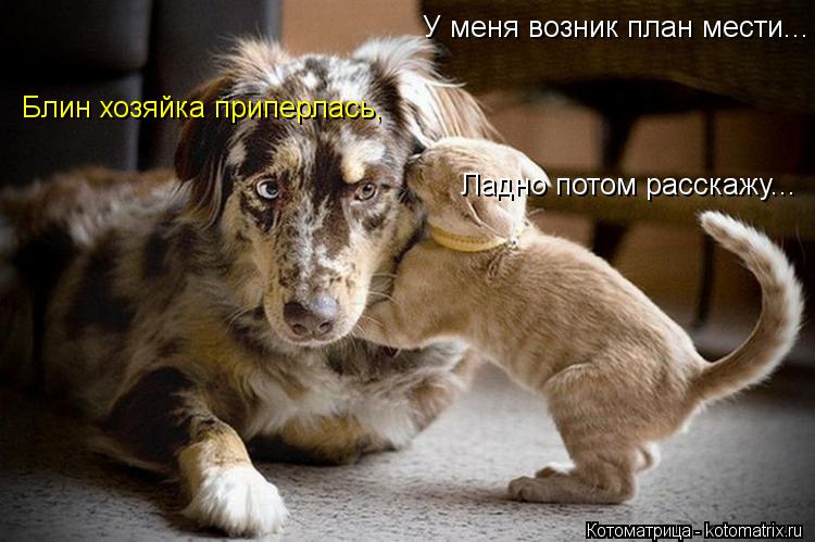 Котоматрица: У меня возник план мести... Блин хозяйка приперлась, Ладно потом расскажу...