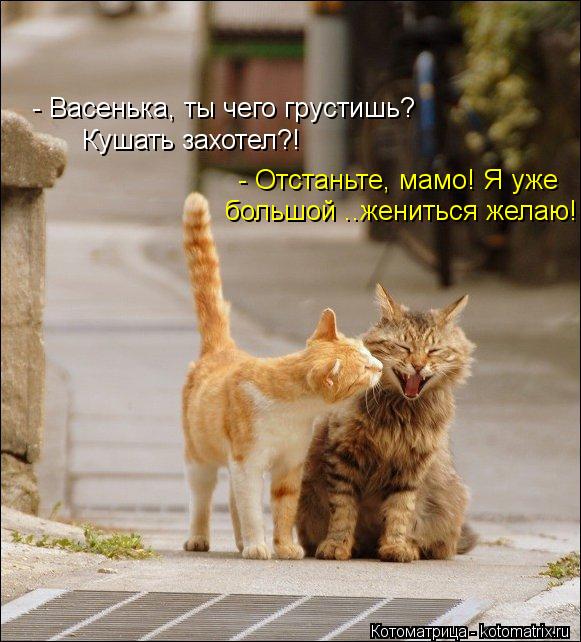 - Васенька, ты чего грустишь? Кушать захотел?! - Отстаньте, мамо! Я уже большой ..жениться желаю!... Котоматрица: - Васенька, ты чего грустишь? Кушать захотел?! - Отстаньте, мамо! Я уже большой ..жениться желаю!