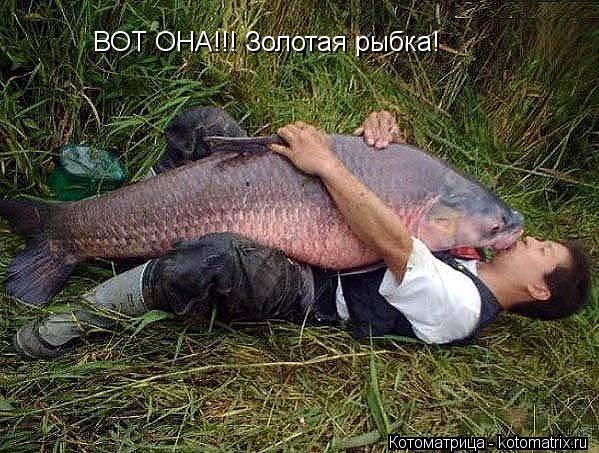 ВОТ ОНА!!! Золотая рыбка!... Котоматрица: ВОТ ОНА!!! Золотая рыбка!