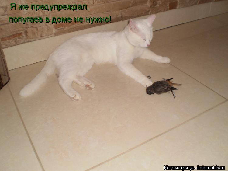 Котоматрица: Я же предупреждал, попугаев в доме не нужно!