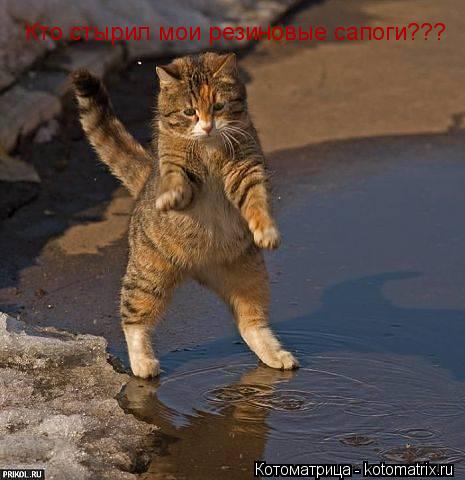 Кто стырил мои резиновые сапоги???... Котоматрица: Кто стырил мои резиновые сапоги???