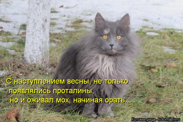 С наступлением весны, не только появлялись проталины, но и оживал мох, начиная орать...... Котоматрица: С наступлением весны, не только появлялись проталины, но и оживал мох, начиная орать...
