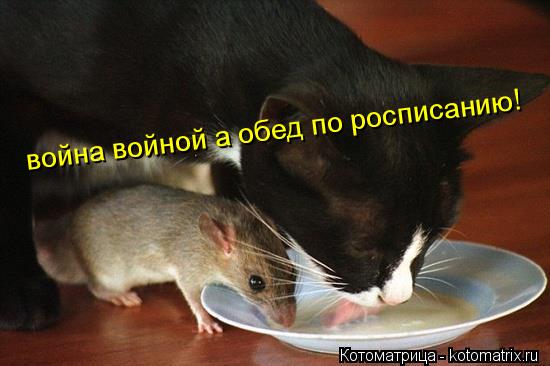 война войной а обед по росписанию!... Котоматрица: война войной а обед по росписанию!