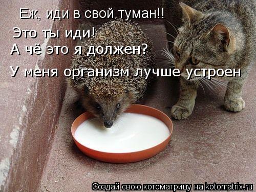 Еж, иди в свой туман!! Еж, иди в свой туман!! Это ты иди! А чё это я должен? У меня организм лучше ус... Котоматрица: Еж, иди в свой туман!! Еж, иди в свой туман!! Это ты иди! А чё это я должен? У меня организм лучше устроен