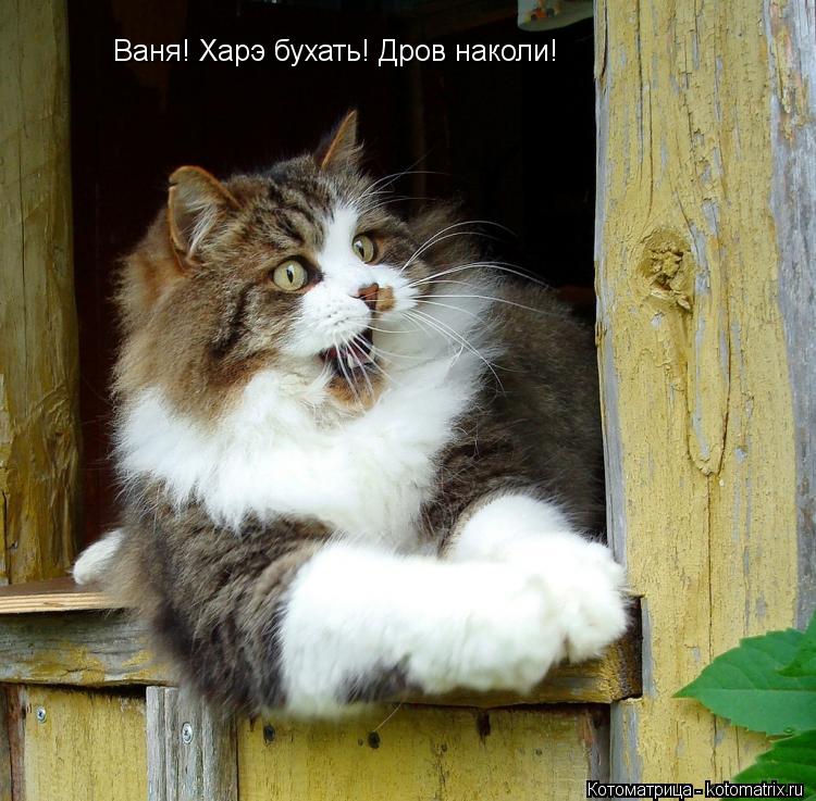 Ваня! Харэ бухать! Дров наколи!... Котоматрица: Ваня! Харэ бухать! Дров наколи!