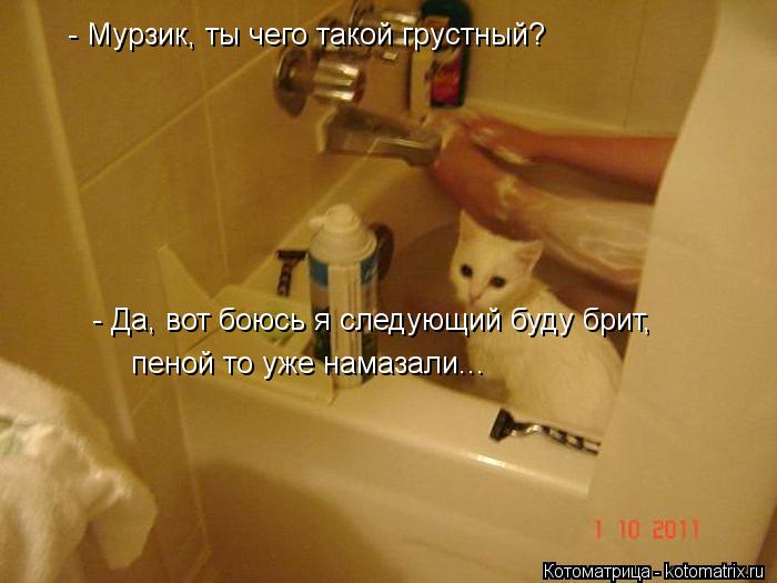 Котоматрица: - Мурзик, ты чего такой грустный? - Да, вот боюсь я следующий буду брит, пеной то уже намазали...