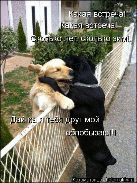 Котоматрица: Какая встреча! Какая встреча! Сколько лет, сколько зим! Дай-ка я тебя друг мой облобызаю!!!