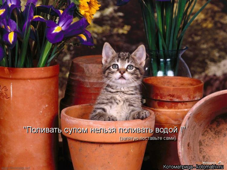 (запятую поставьте сами) "Поливать супом нельзя поливать водой !"... Котоматрица: (запятую поставьте сами) "Поливать супом нельзя поливать водой !"