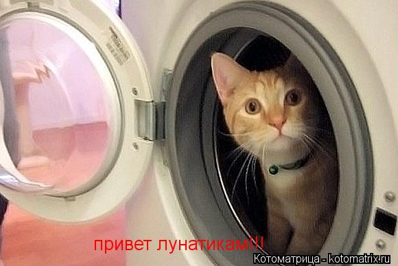 Котоматрица: привет лунатикам!!!