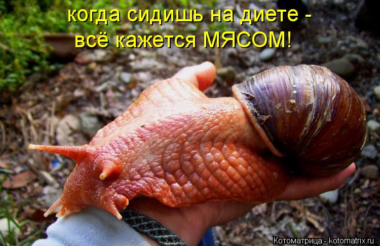 когда сидишь на диете - всё кажется МЯСОМ!... Котоматрица: когда сидишь на диете - всё кажется МЯСОМ!