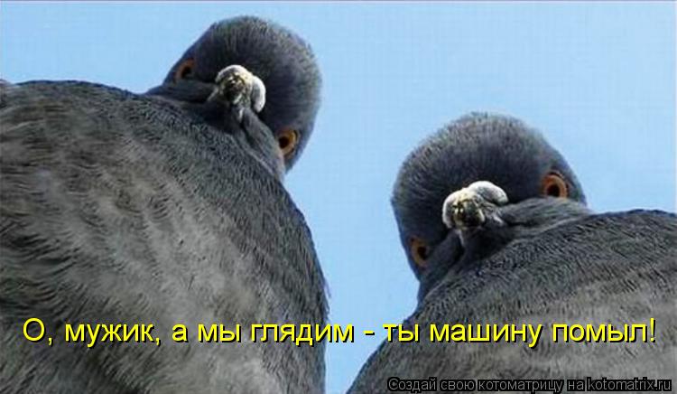 Котоматрица: О, мужик, а мы глядим - ты машину помыл!