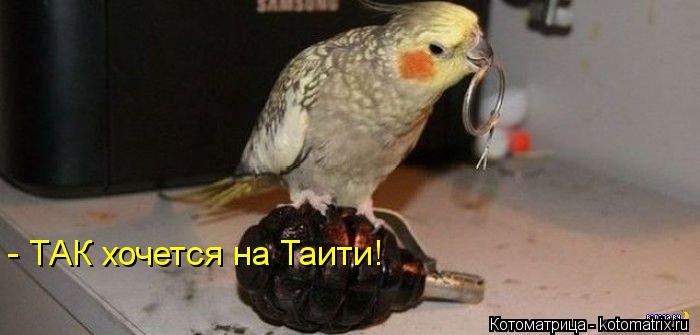 Котоматрица: - ТАК хочется на Таити!