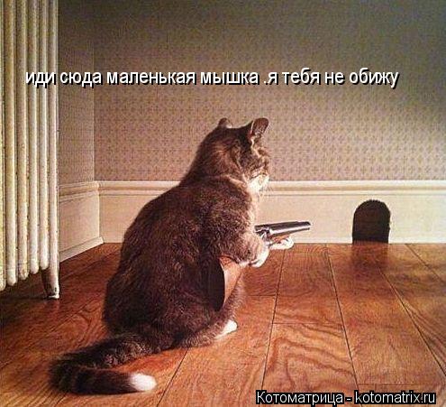 иди сюда маленькая мышка .я тебя не обижу... Котоматрица: иди сюда маленькая мышка .я тебя не обижу
