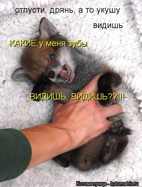 Котоматрица: отпусти, дрянь, а то укушу видишь КАКИЕ у меня зубы ВИДИШЬ, ВИДИШЬ??!!!