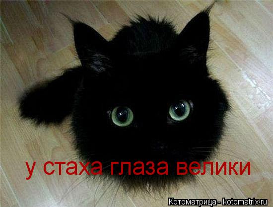 Котоматрица: у стаха глаза велики