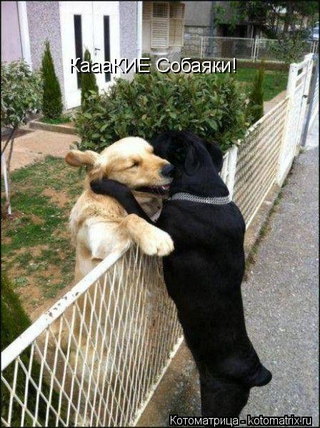 Котоматрица: КаааКИЕ Собаяки!