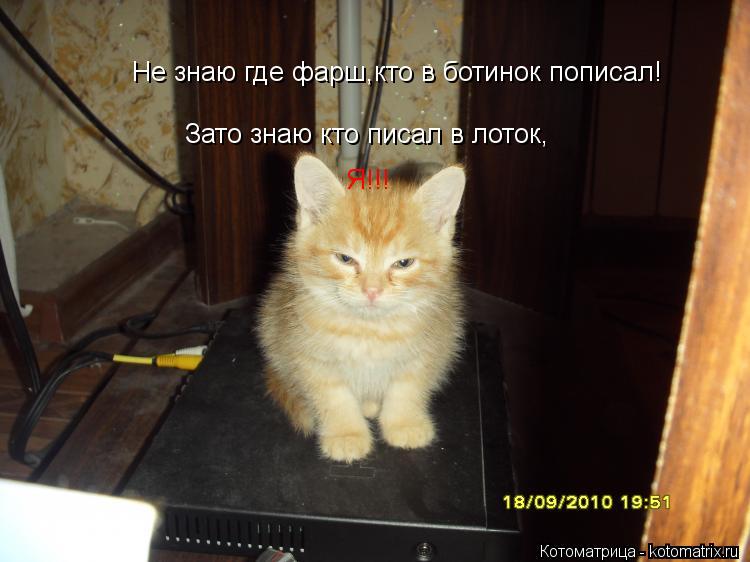 Котоматрица: Не знаю где фарш,кто в ботинок пописал! Зато знаю кто писал в лоток, Я!!!