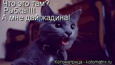 Что это там? Рыбка!!!! А мне дай,жадина!... Котоматрица: Что это там? Рыбка!!!! А мне дай,жадина!