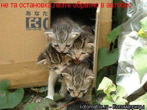 Котоматрица: не та остановка,лезте обратно в автобус