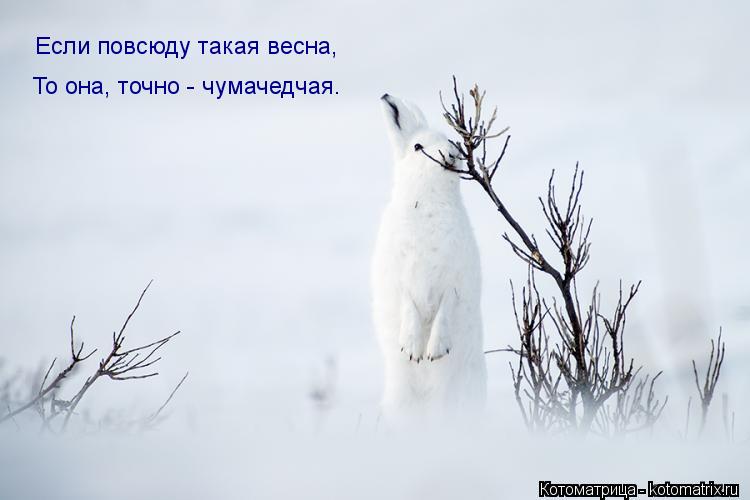 Если повсюду такая весна, То она, точно - чумачедчая.... Котоматрица: Если повсюду такая весна, То она, точно - чумачедчая.