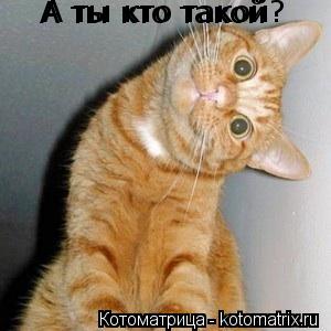Котоматрица: А ты кто такой А ты кто такой?