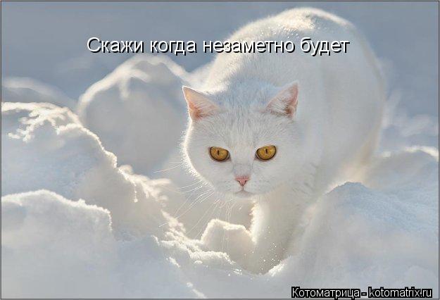 Котоматрица: Скажи когда незаметно будет