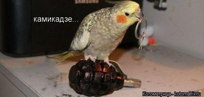 Котоматрица: камикадзе...