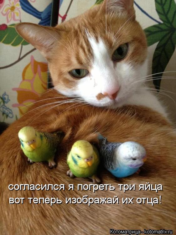 согласился я погреть три яйца вот теперь изображай их отца!... Котоматрица: согласился я погреть три яйца вот теперь изображай их отца!