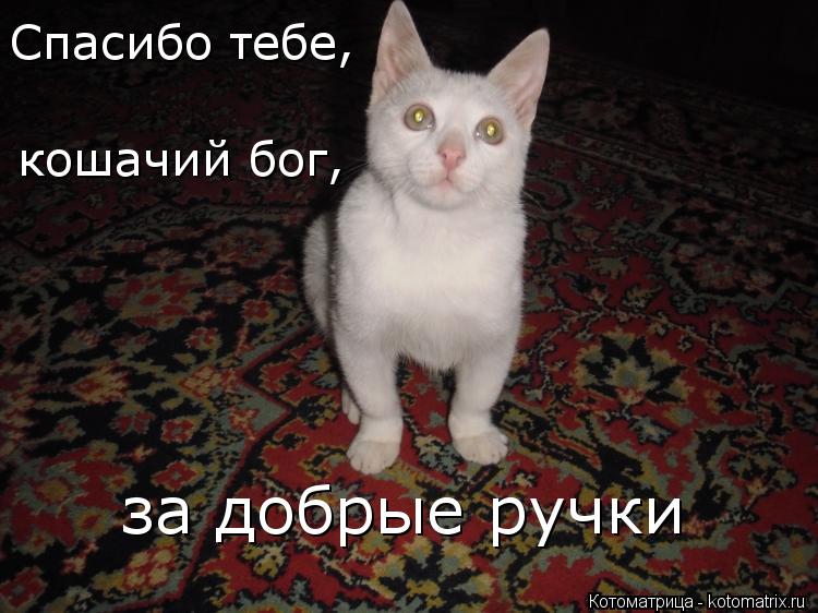 Котоматрица: Спасибо тебе, кошачий бог, за добрые ручки