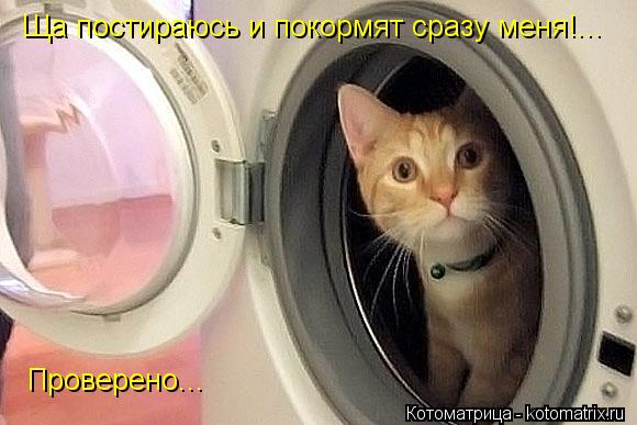 Котоматрица: Ща постираюсь и покормят сразу меня!... Проверено...
