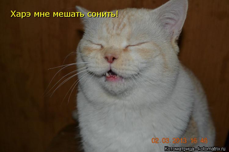 Котоматрица: Харэ мне мешать сонить!