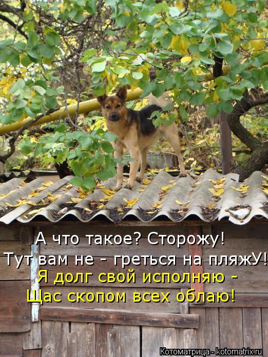 Котоматрица: Тут вам не - греться на пляжУ! Я долг свой исполняю -  Щас скопом всех облаю! А что такое? Сторожу!