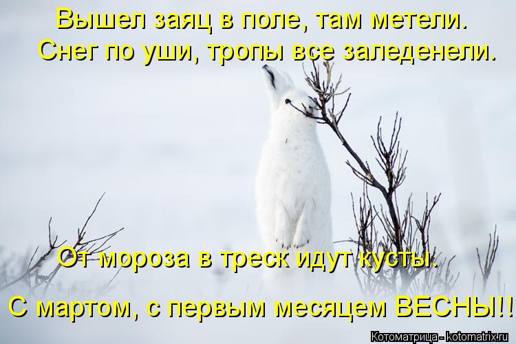 Котоматрица: Вышел заяц в поле, там метели. Снег по уши, тропы все заледенели. От мороза в треск идут кусты. С мартом, с первым месяцем ВЕСНЫ!!