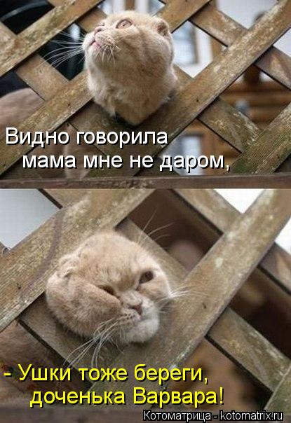 Видно говорила мама мне не даром, - Ушки тоже береги, доченька Варвара!... Котоматрица: Видно говорила мама мне не даром, - Ушки тоже береги, доченька Варвара!