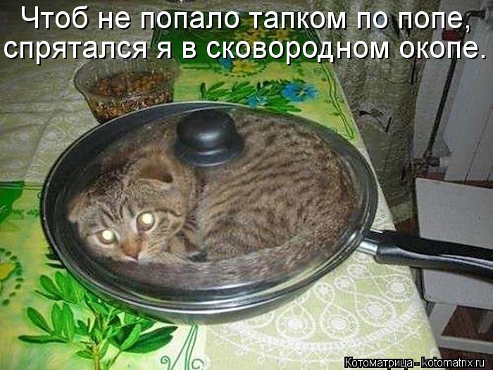 Чтоб не попало тапком по попе, спрятался я в сковородном окопе.... Котоматрица: Чтоб не попало тапком по попе, спрятался я в сковородном окопе.