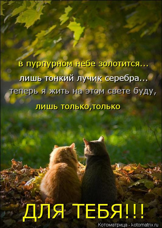 Котоматрица: в пурпурном небе золотится... лишь тонкий лучик серебра... теперь я жить на этом свете буду, лишь только,только  ДЛЯ ТЕБЯ!!!