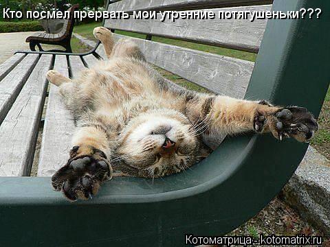 Кто посмел прервать мои утренние потягушеньки???... Котоматрица: Кто посмел прервать мои утренние потягушеньки???