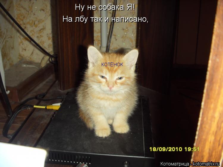 Котоматрица: Ну не собака Я! На лбу так и написано, КОТЁНОК
