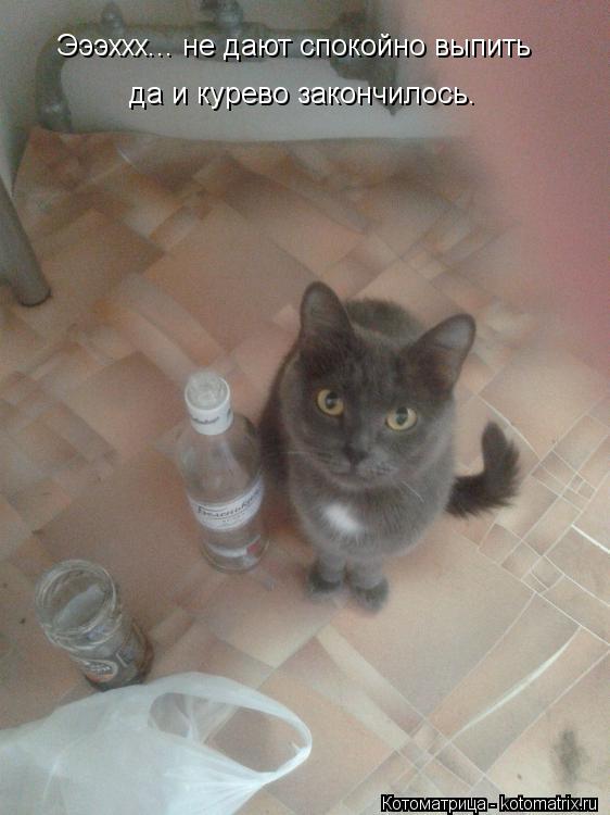 Эээххх... не дают спокойно выпить да и курево закончилось.... Котоматрица: Эээххх... не дают спокойно выпить да и курево закончилось.