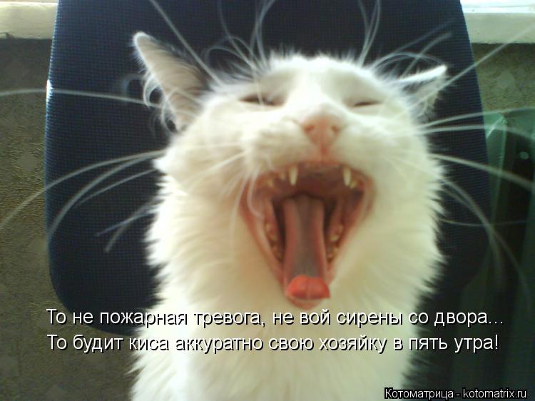 Котоматрица: То не пожарная тревога,  То не пожарная тревога, не вой сирены со двора... То будит киса аккуратно свою хозяйку в пять утра!