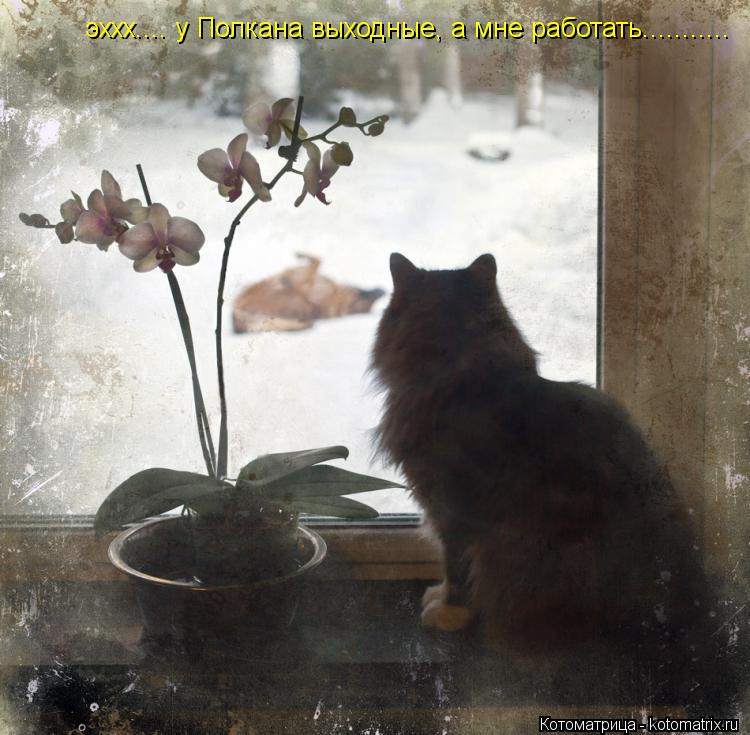 эххх.... у Полкана выходные, а мне работать.............. Котоматрица: эххх.... у Полкана выходные, а мне работать...........