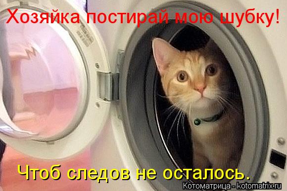Хозяйка постирай мою шубку! Чтоб следов не осталось.... Котоматрица: Хозяйка постирай мою шубку! Чтоб следов не осталось.