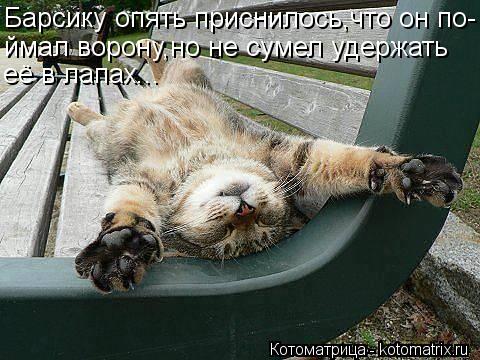 Котоматрица: Барсику опять приснилось,что он по- ймал ворону,но не сумел удержать  её в лапах...