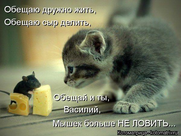 Обещаю дружно жить, Обещаю сыр делить, Обещай и ты, Василий, Мышек больше НЕ ЛОВИТЬ...... Котоматрица: Обещаю дружно жить, Обещаю сыр делить, Обещай и ты, Василий, Мышек больше НЕ ЛОВИТЬ...