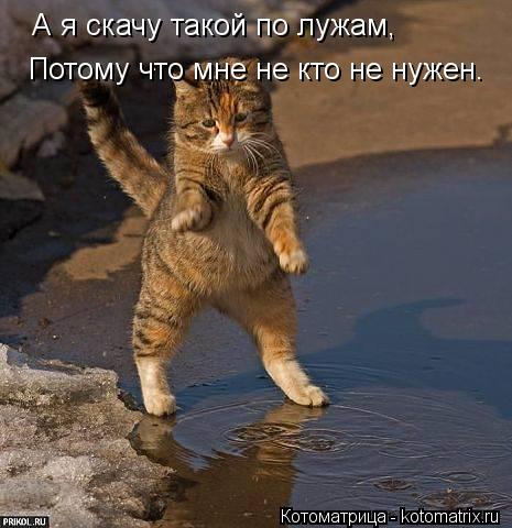 Котоматрица: А я скачу такой по лужам, Потому что мне не кто не нужен.