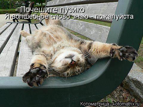 Котоматрица: - Почешите пузико Я волшебное слово знаю - пожалуйста