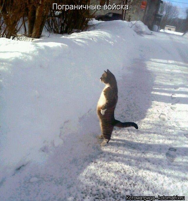 Котоматрица: Пограничные войска
