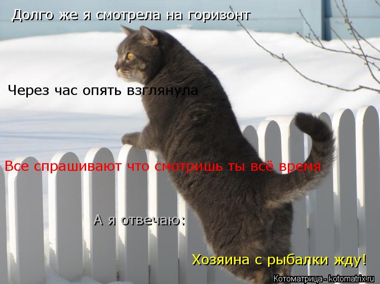 Котоматрица: Все спрашивают что смотришь ты всё время А я отвечаю: Хозяина с рыбалки жду! Через час опять взглянула Долго же я смотрела на горизонт