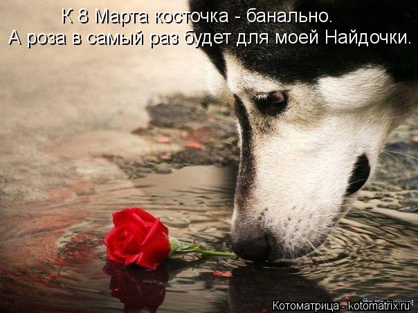 К 8 Марта косточка - банально. А роза в самый раз будет для моей Найдочки.... Котоматрица: К 8 Марта косточка - банально. А роза в самый раз будет для моей Найдочки.