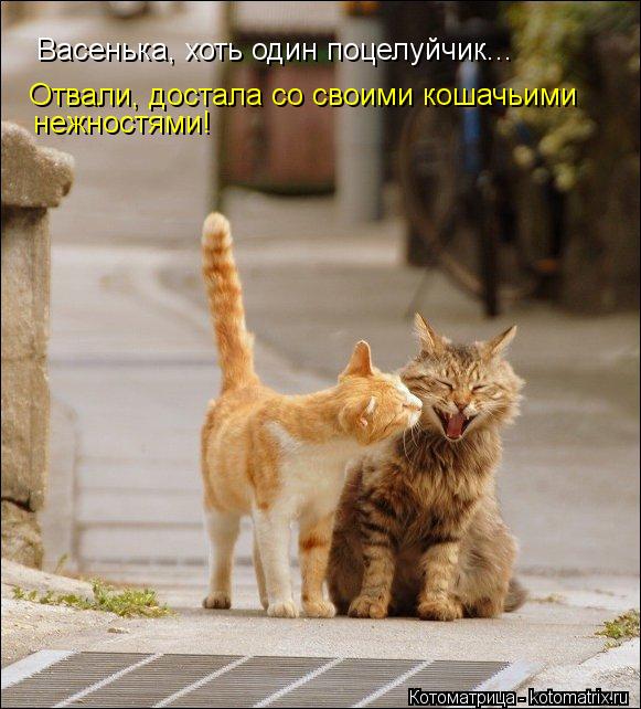 Васенька, хоть один поцелуйчик... Отвали, достала со своими кошачьими нежностями!... Котоматрица: Васенька, хоть один поцелуйчик... Отвали, достала со своими кошачьими нежностями!